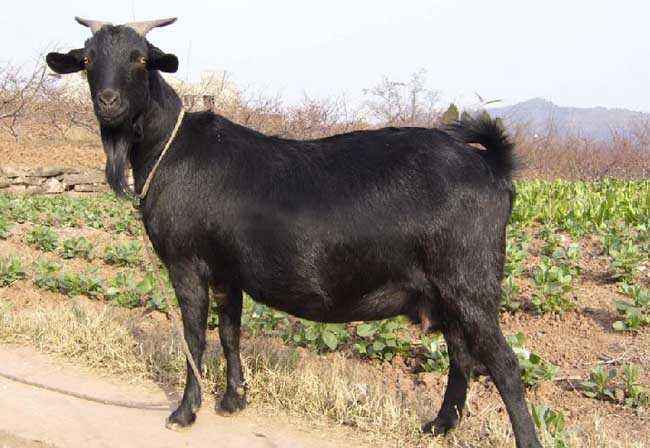 湖南黑山羊品种改良与饲养管理